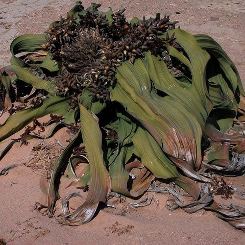 WelwitsChia mirabilis