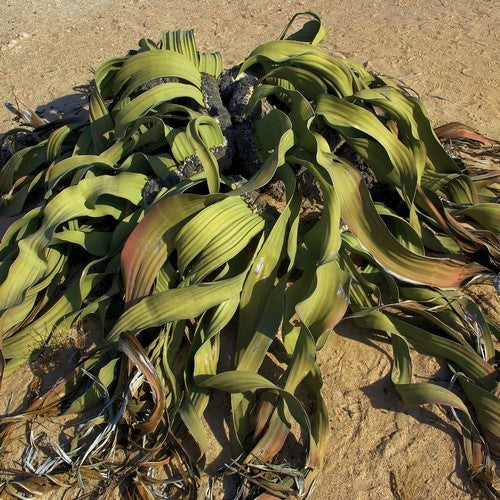 WelwitsChia mirabilis