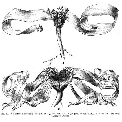 WelwitsChia mirabilis