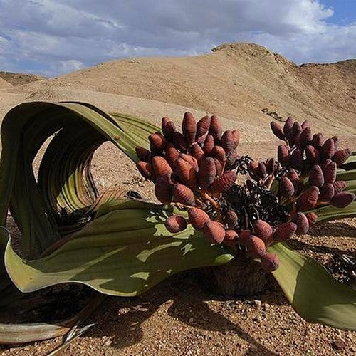 WelwitsChia mirabilis