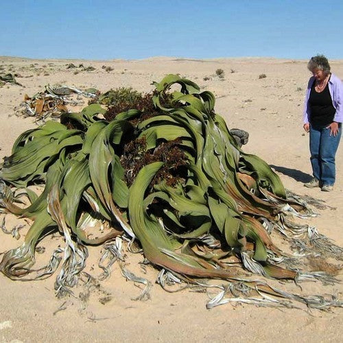WelwitsChia mirabilis