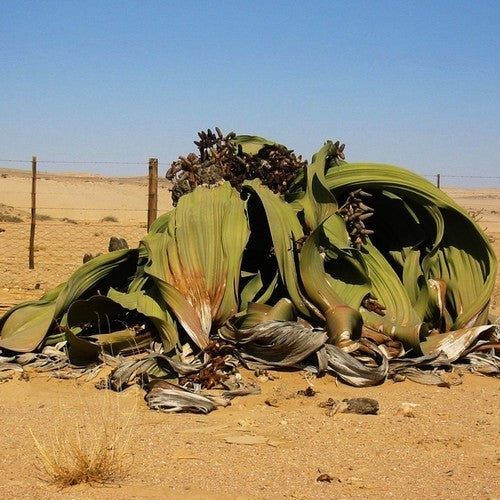 WelwitsChia mirabilis