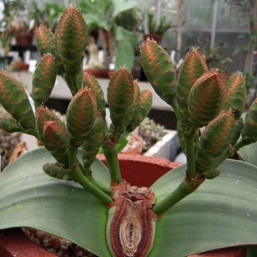 WelwitsChia mirabilis