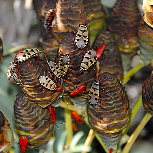 WelwitsChia mirabilis