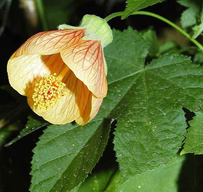 Abutilon x hybriden 'Giantflowering Mixture'