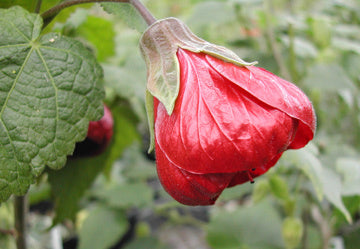 Abutilon x hybriden 'Giantflowering Mixture'