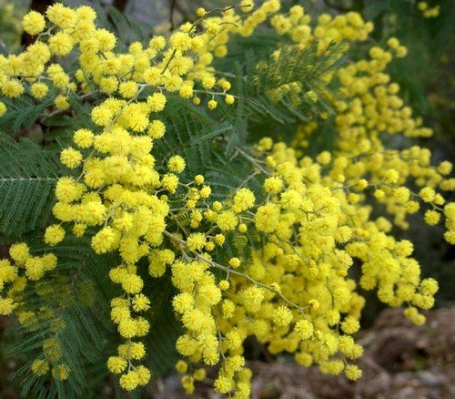 Mimosa