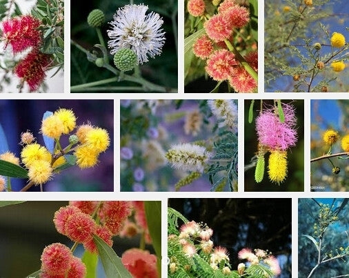 Acacia 'Mix'