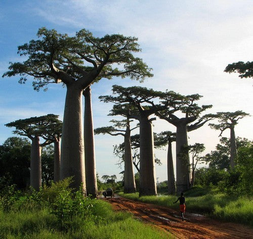 Adansonia digitata