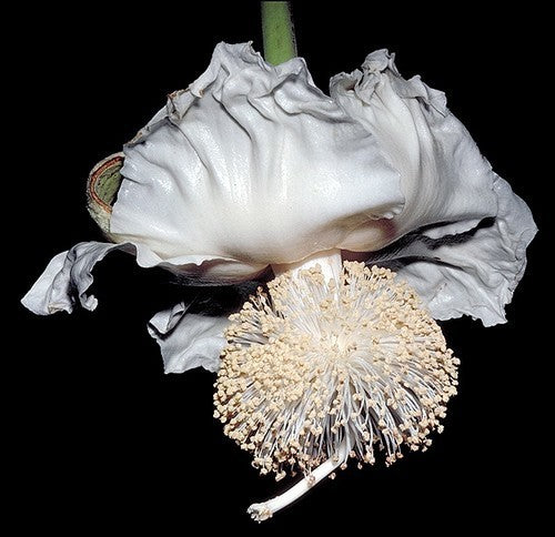 Adansonia digitata