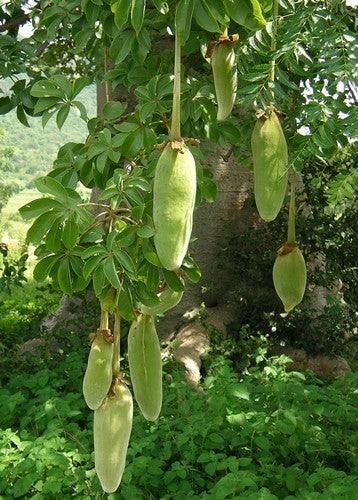 Adansonia digitata