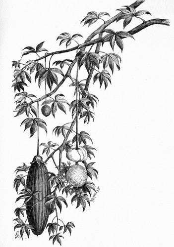 Adansonia digitata