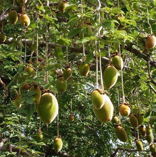 Adansonia digitata