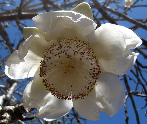 Adansonia digitata