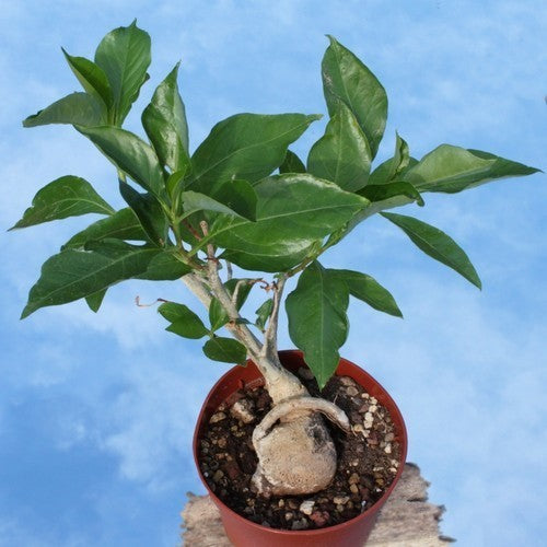 Adansonia digitata
