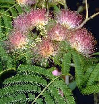Albizia julibrissin