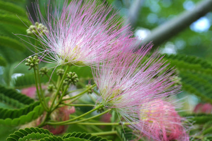 Albizia julibrissin
