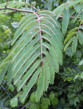Albizia julibrissin