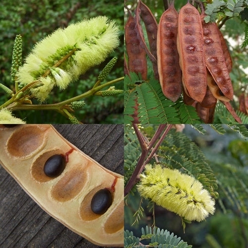 Albizia lophantha