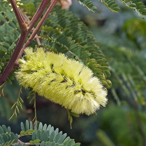Albizia lophantha