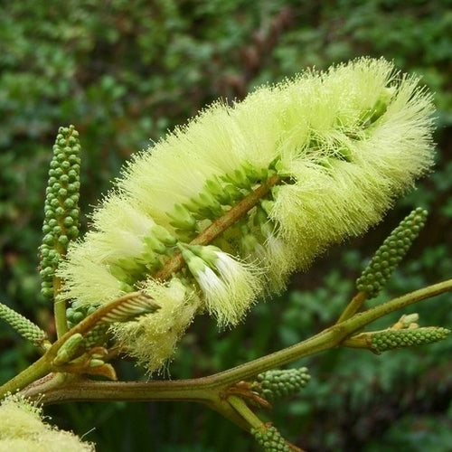 Albizia lophantha