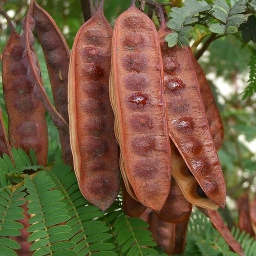 Albizia lophantha