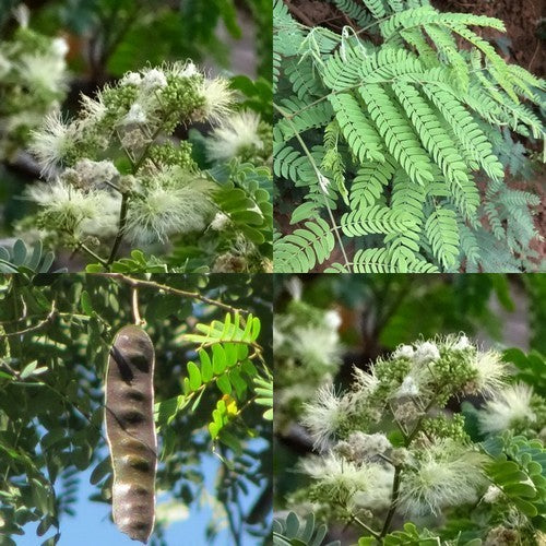 Albizia odoratissima