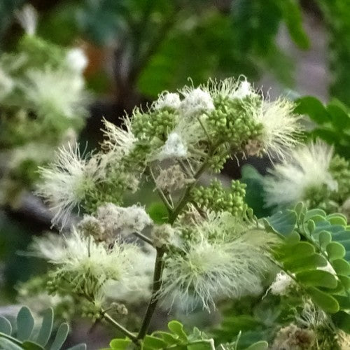 Albizia odoratissima