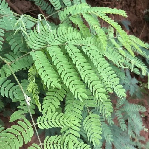 Albizia odoratissima