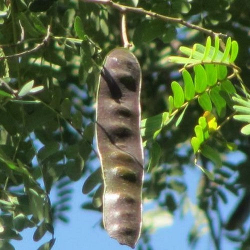 Albizia odoratissima