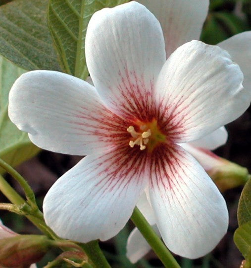 Aleurites fordii