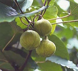 Aleurites fordii