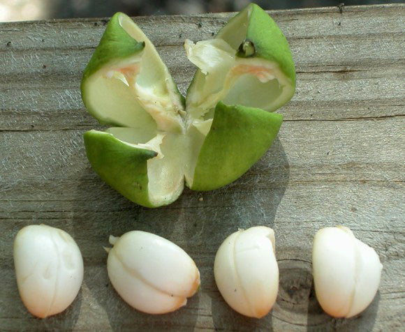Aleurites fordii