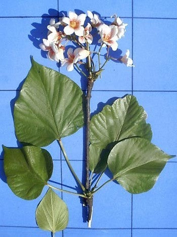 Aleurites fordii