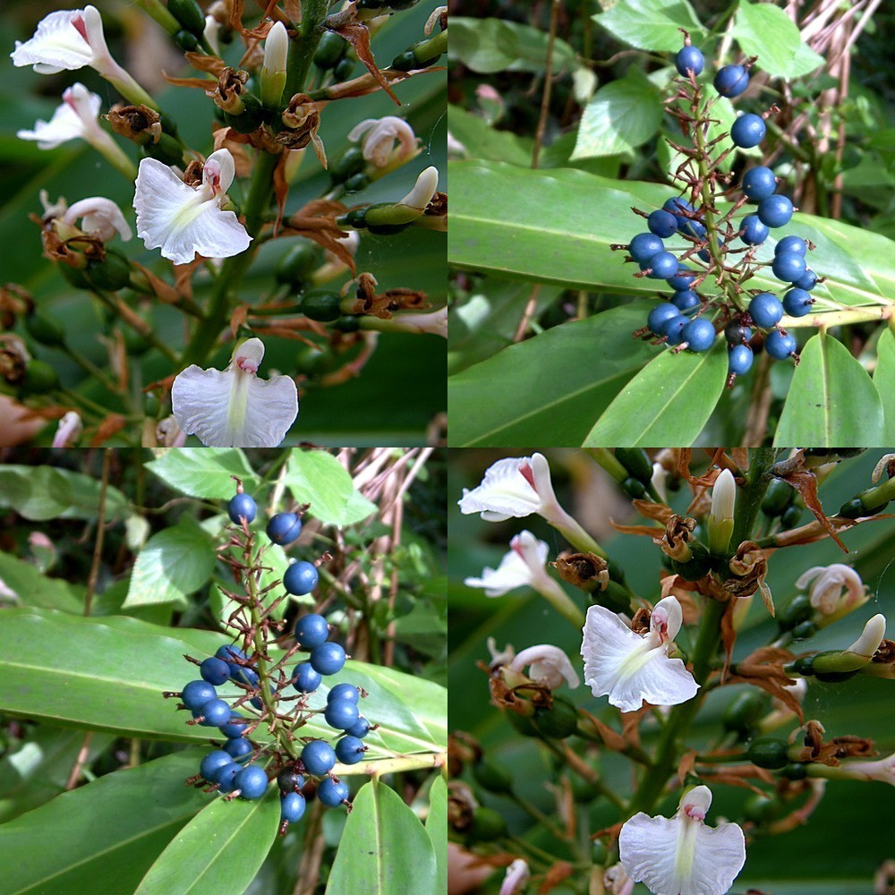 Alpinia caerulea