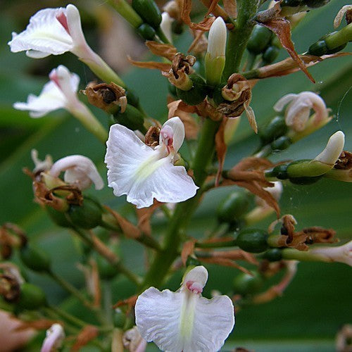 Alpinia caerulea