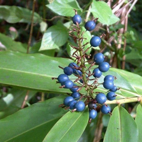 Alpinia caerulea
