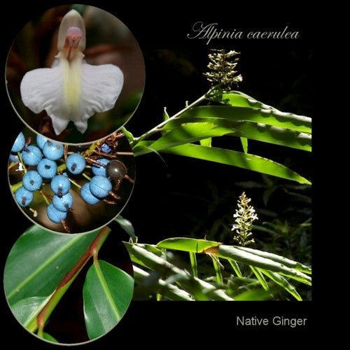 Alpinia caerulea