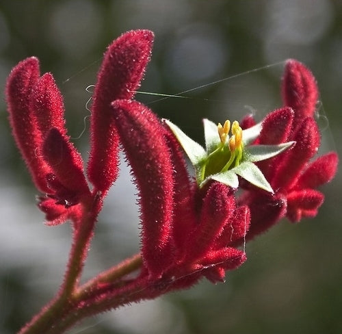 Anigozanthos flavidus