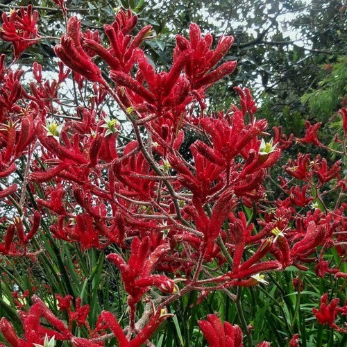 Anigozanthos flavidus