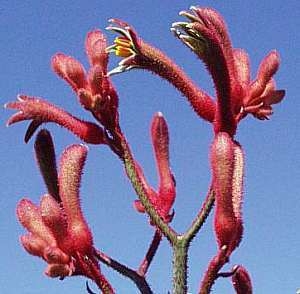 Anigozanthos flavidus