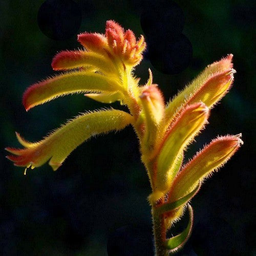 Anigozanthos humilis