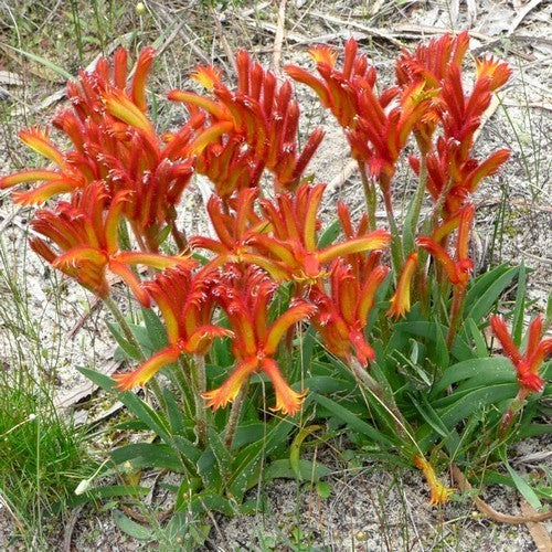 Anigozanthos humilis