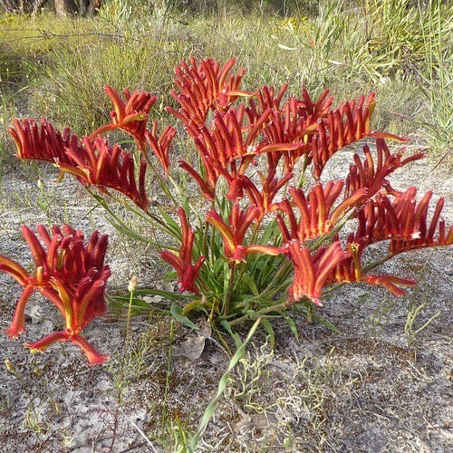 Anigozanthos humilis