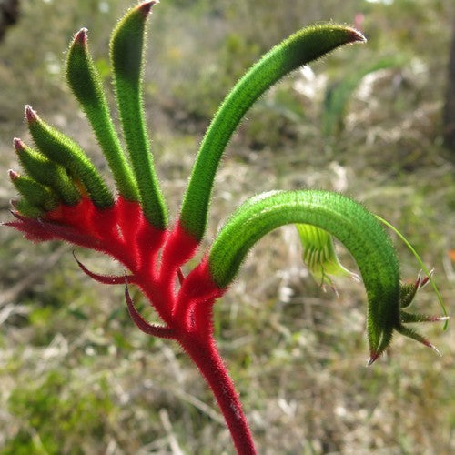 Anigozanthos manglesii