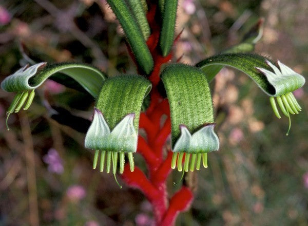 Anigozanthos manglesii