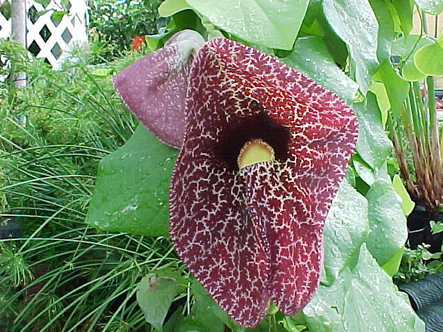 AristoloChia elegans