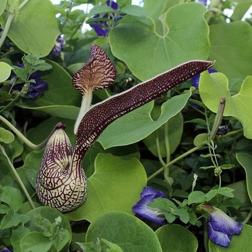 Aristolochia ringens