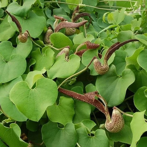 Aristolochia ringens