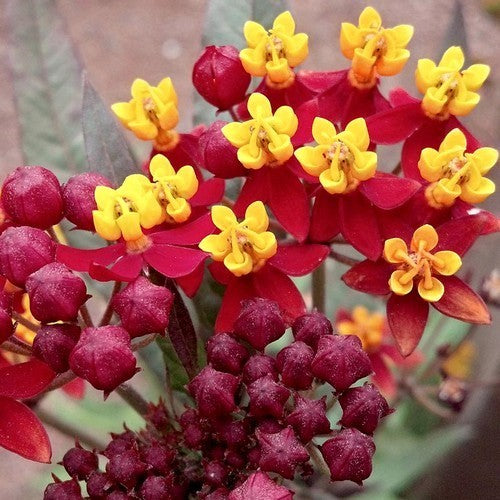 Asclepias curassavica 'Red'